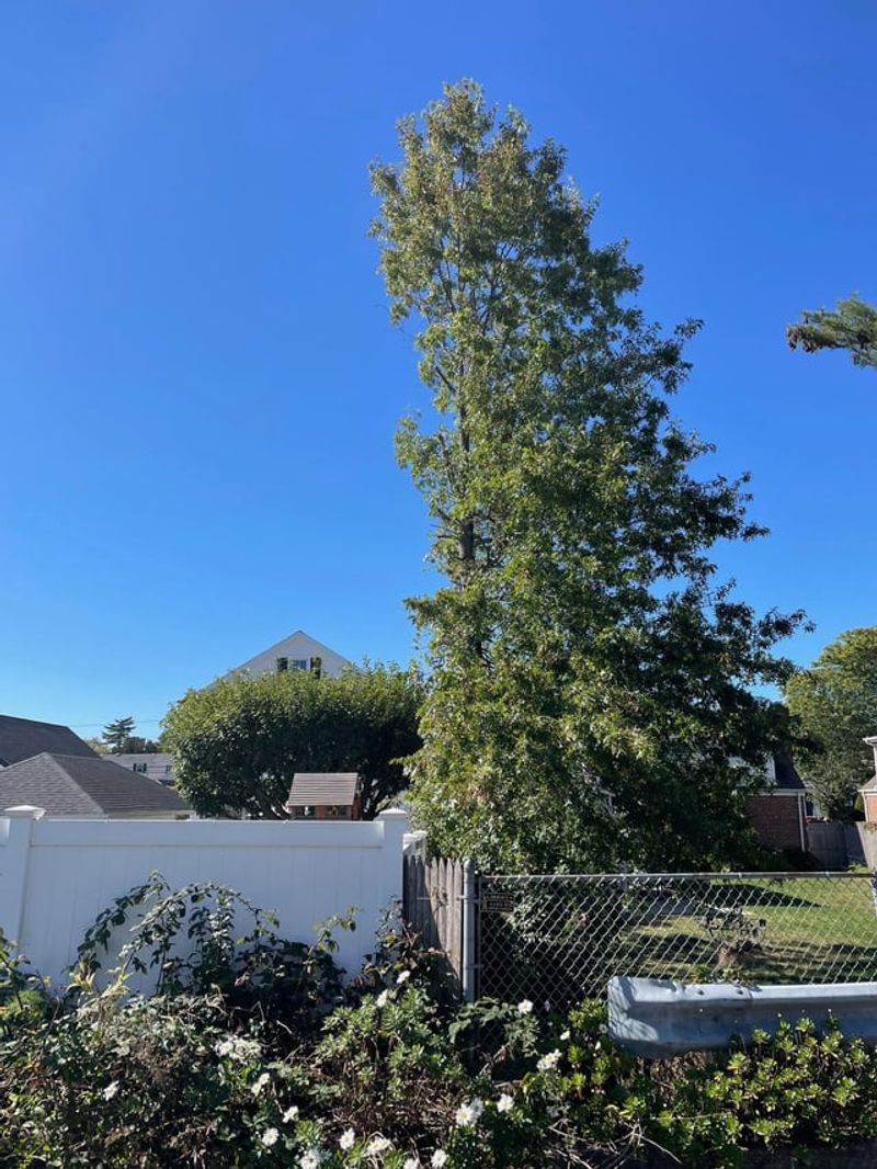 A Neighbor Usually Can't Veto Your Tree A Neighbor Usually Can't Veto Your Tree