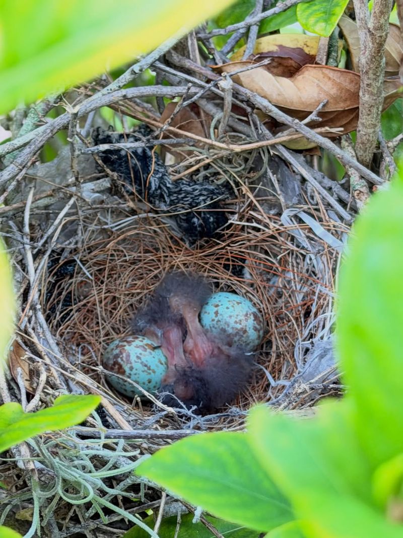 A Nest Could Be Close A Nest Could Be Close