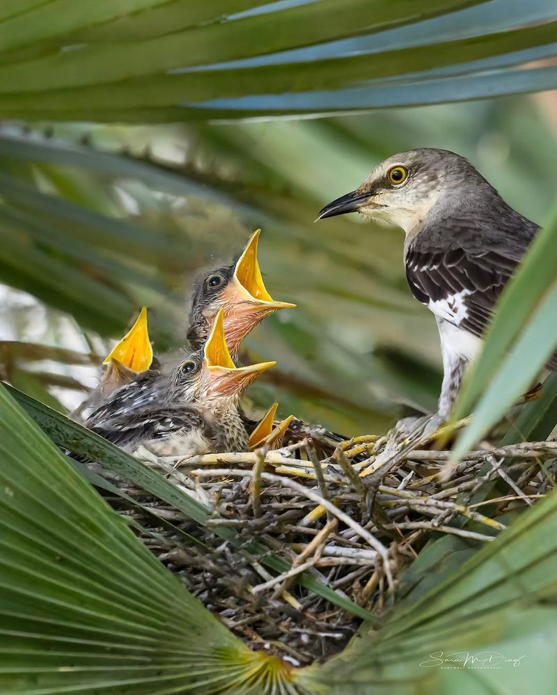 A Nest May Be Nearby