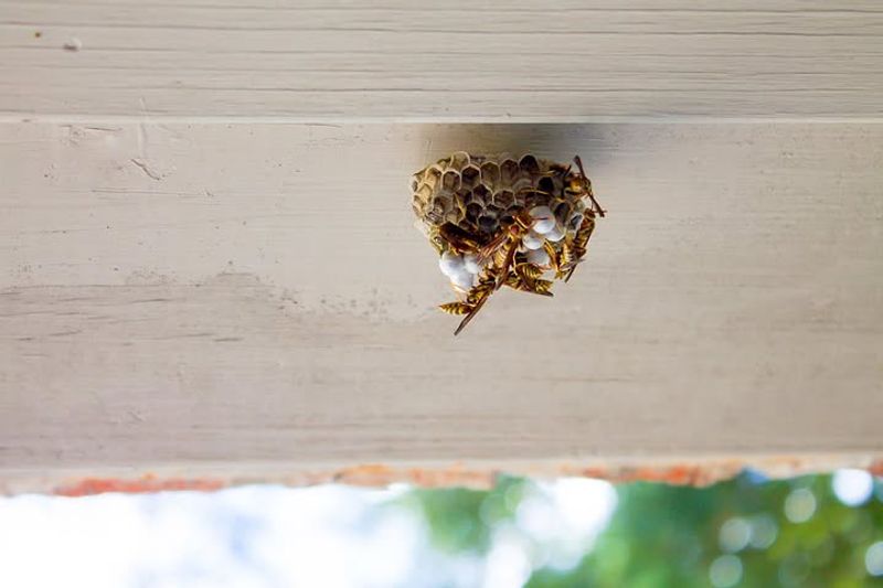 A Nest Means The Porch Feels Protected