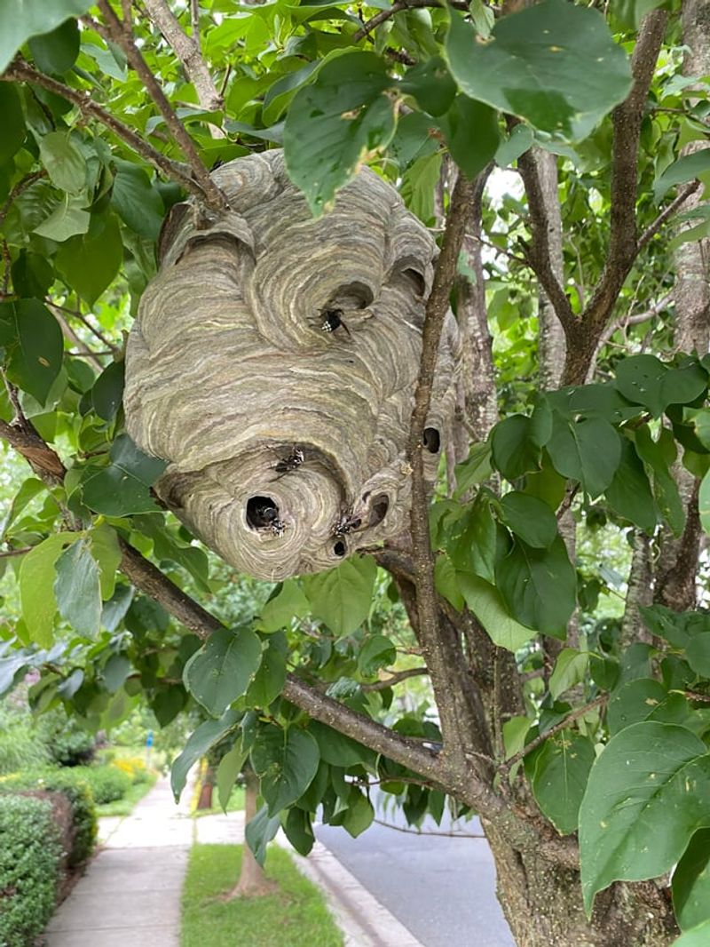 A Nest Near People Needs More Caution A Nest Near People Needs More Caution