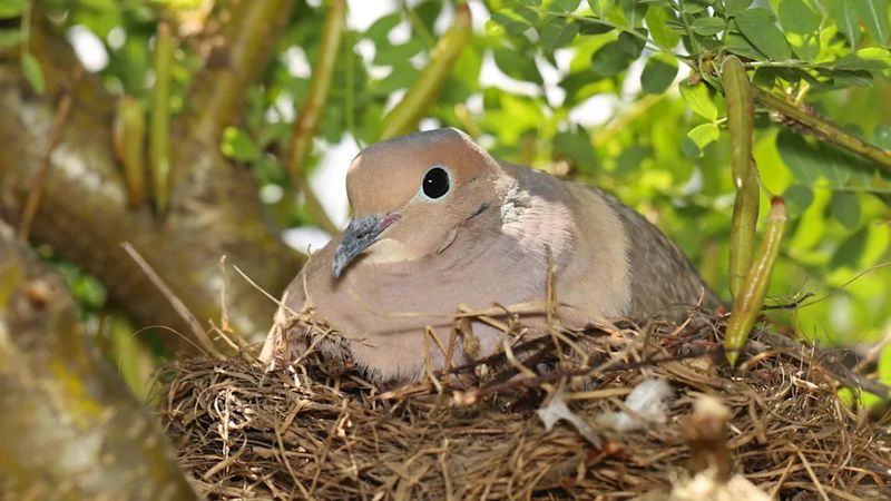 A Nest Nearby Can Make The Visit Feel Personal