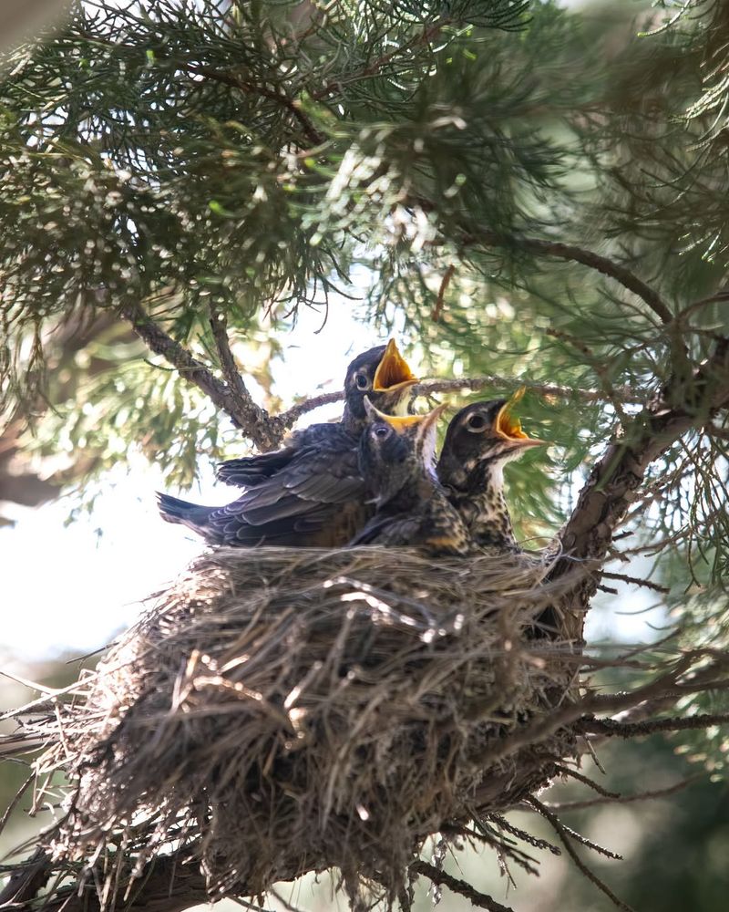 A Nest Or Recently Fledged Young May Be Nearby