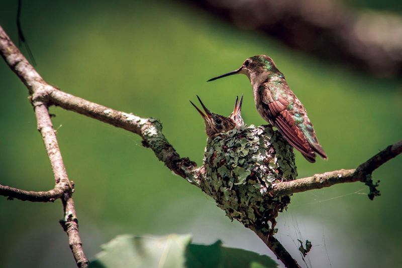 A Nest Or Young Hummingbirds Could Be Nearby