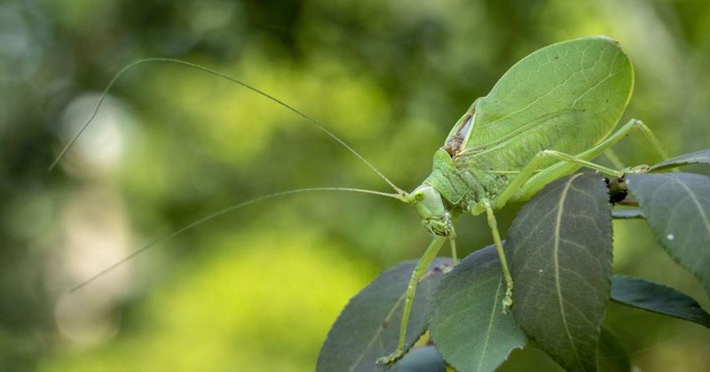 A Nighttime Tree Chorus May Be A True Katydid A Nighttime Tree Chorus May Be A True Katydid