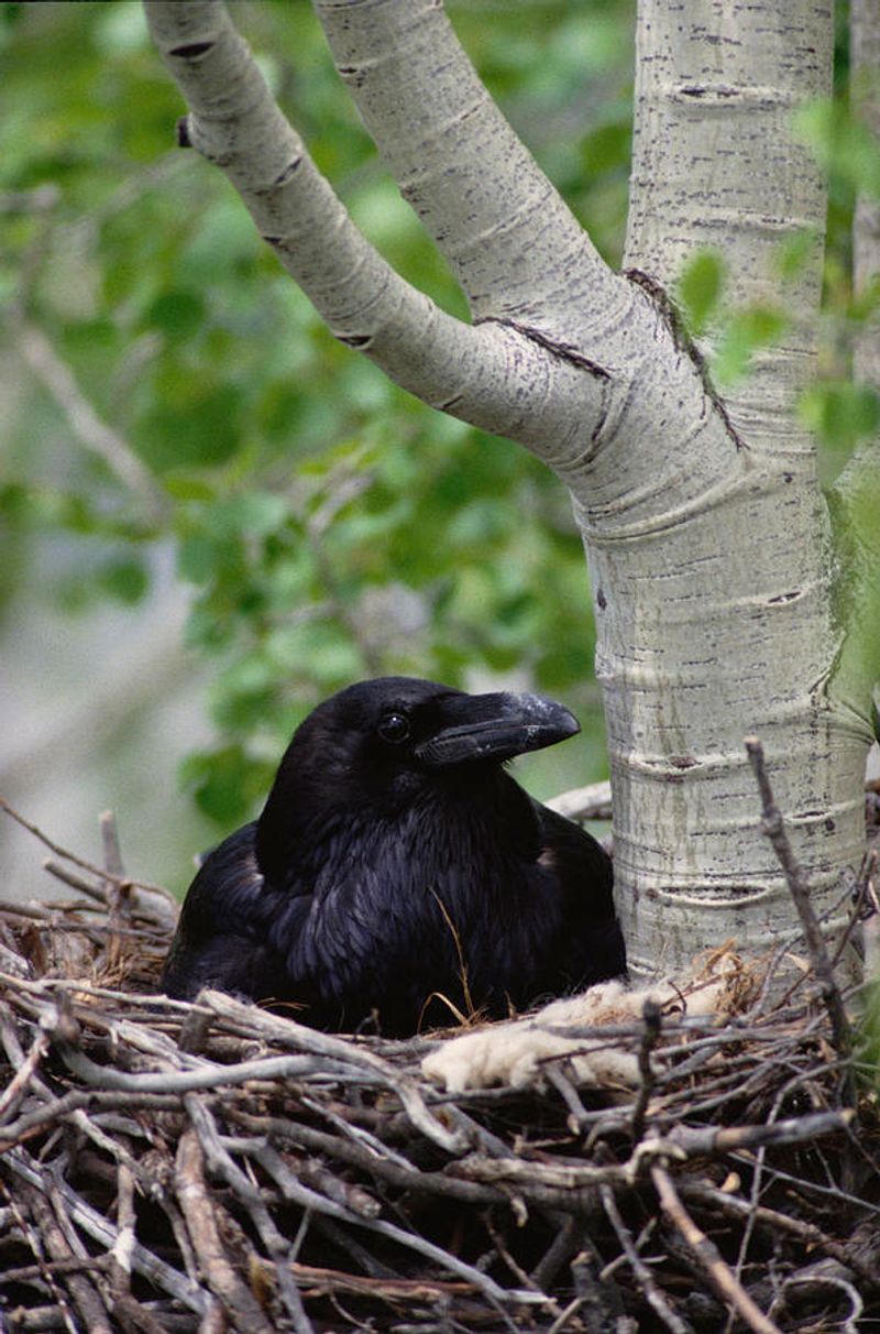 A Pair Returning Repeatedly Could Have A Nest Nearby
