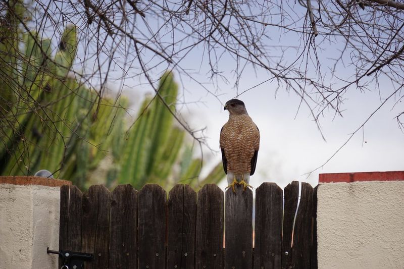 A Perch Does Not Prove A Capture