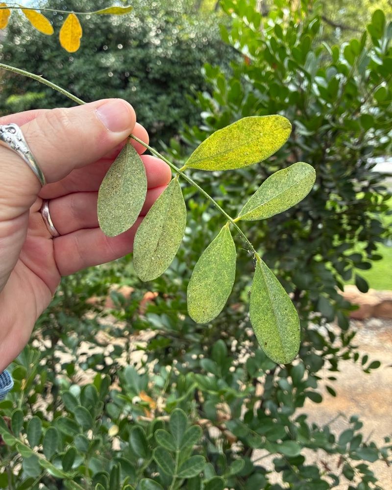 A Pest Or Disease May Be Disrupting The Tree