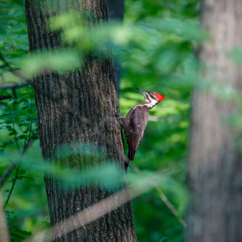 A Pileated Sighting Signals A Healthy Mature Forest Nearby A Pileated Sighting Signals A Healthy Mature Forest Nearby