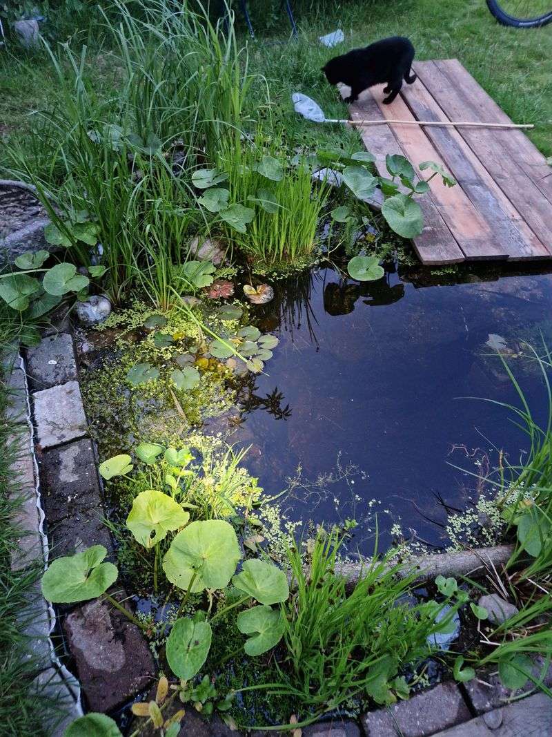 A Planted Edge Works Better Than Bare Pond Liner