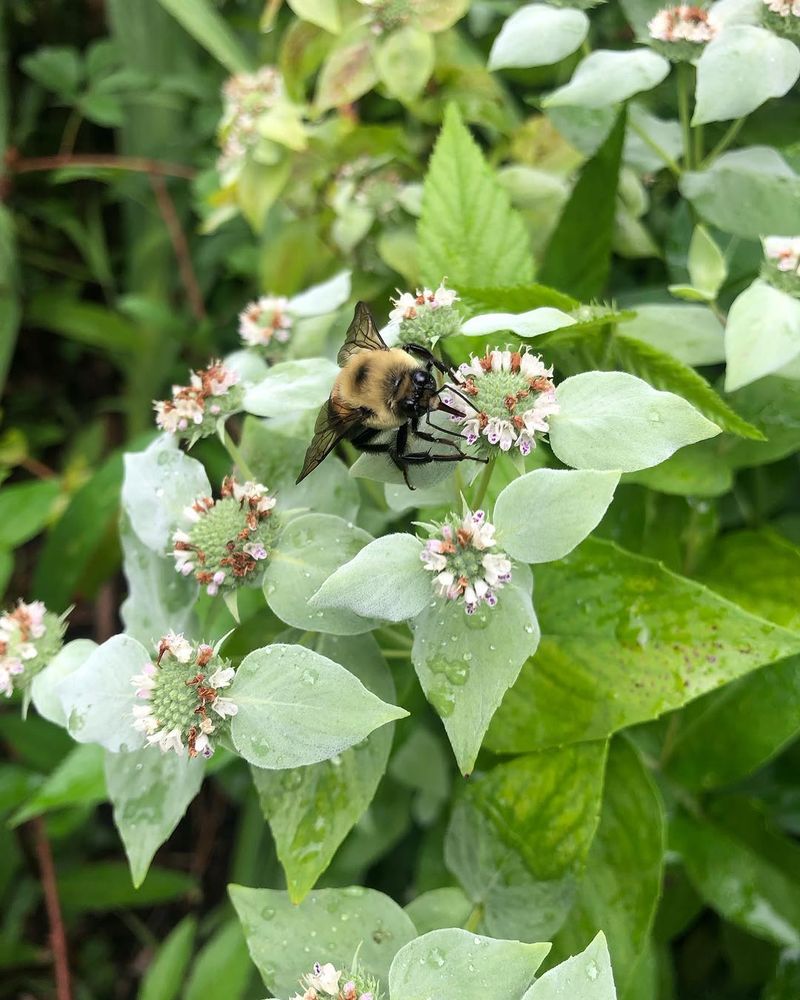 A Pollinator Magnet A Pollinator Magnet