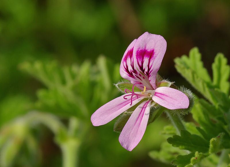 A Porch Favorite Across Texas Gardens
