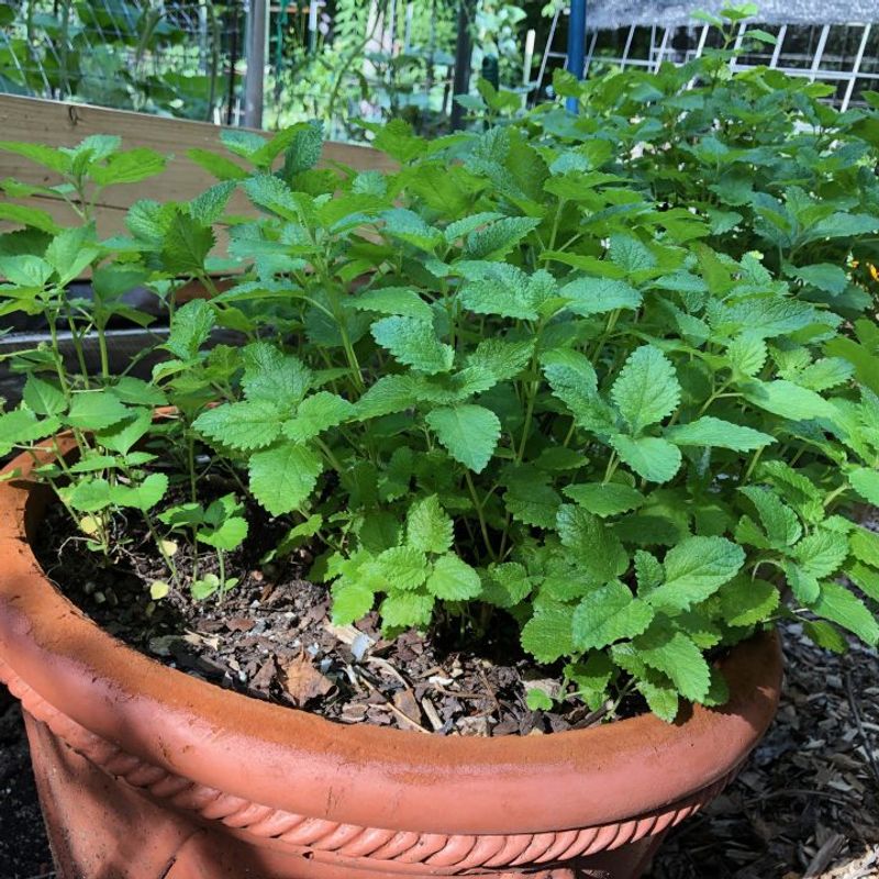 A Potted Mint Plant Is Smarter Than In-Ground Planting A Potted Mint Plant Is Smarter Than In-Ground Planting