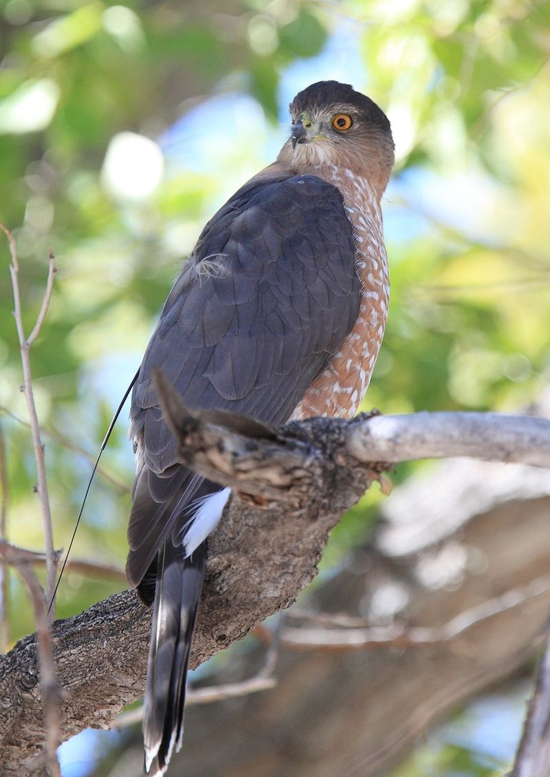 A Predator May Be Making The Feeder Feel Unsafe