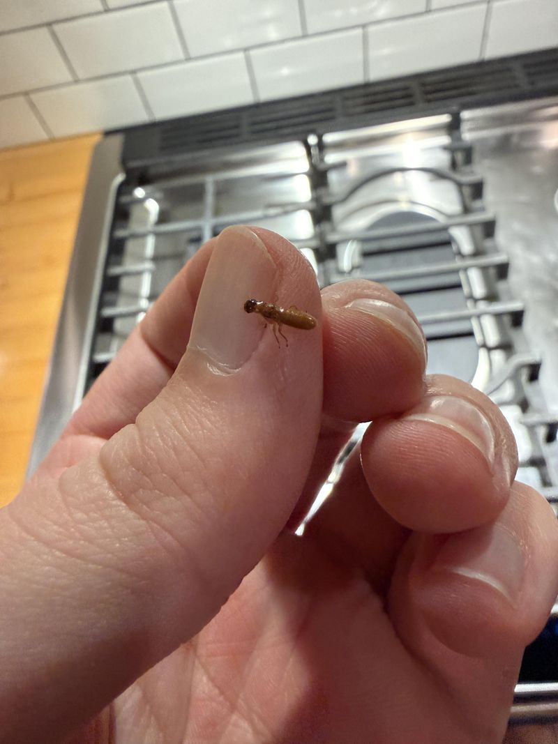 A Professional Inspection After Any Confirmed Sign