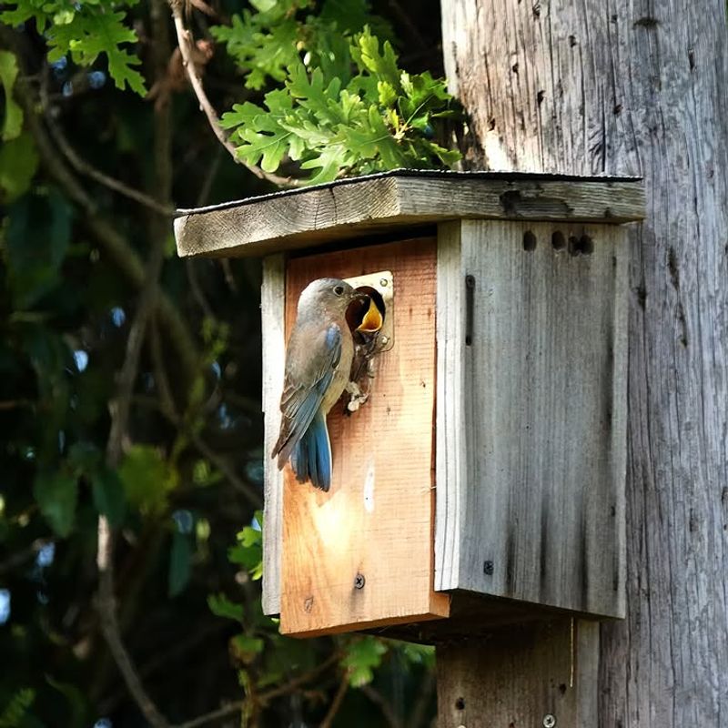 A Proper Nest Box Gives Western Bluebirds A Reason To Stay A Proper Nest Box Gives Western Bluebirds A Reason To Stay