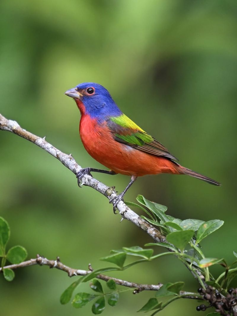 A Quiet Visitor, Not A Pet Bird