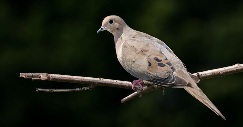 A Quiet Visitor With A Peaceful Reputation