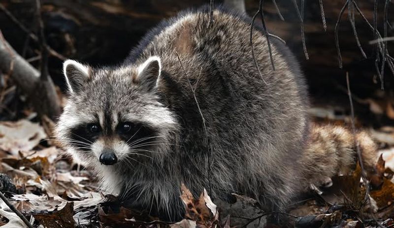 A Raccoon Can Touch A Food Web Without Measuring It A Raccoon Can Touch A Food Web Without Measuring It