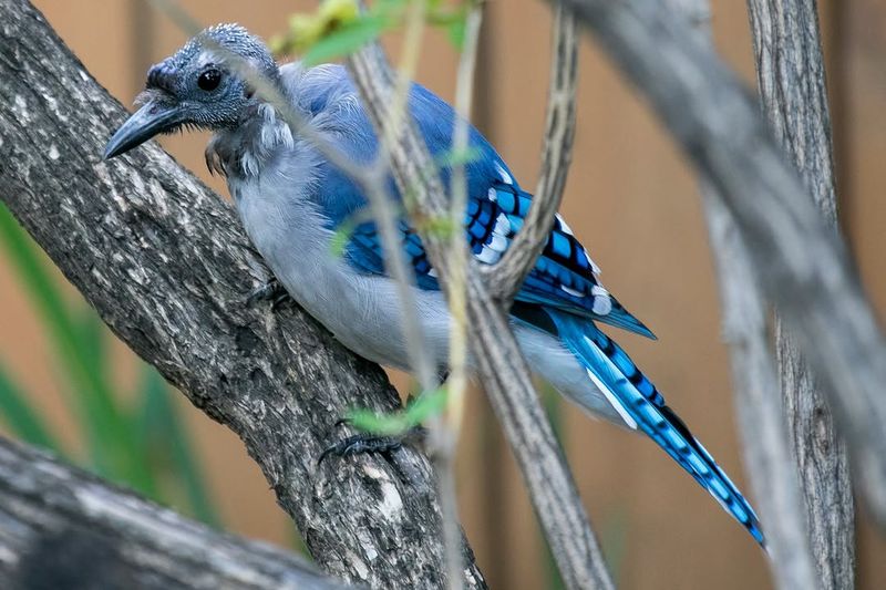 A Ragged Or Partly Bald Jay May Simply Be Molting