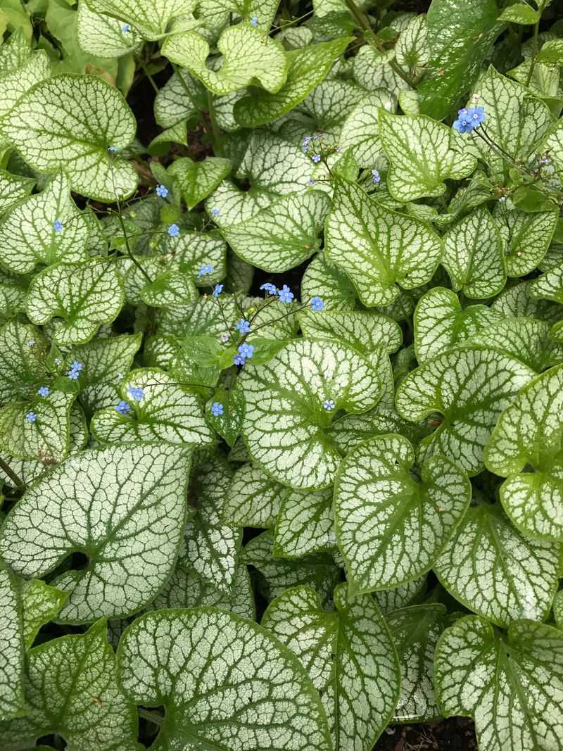 A Rare Find For New Jersey's Shaded Flower Beds