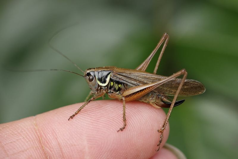 A Real Cricket Indoors Usually Has A Seasonal Explanation