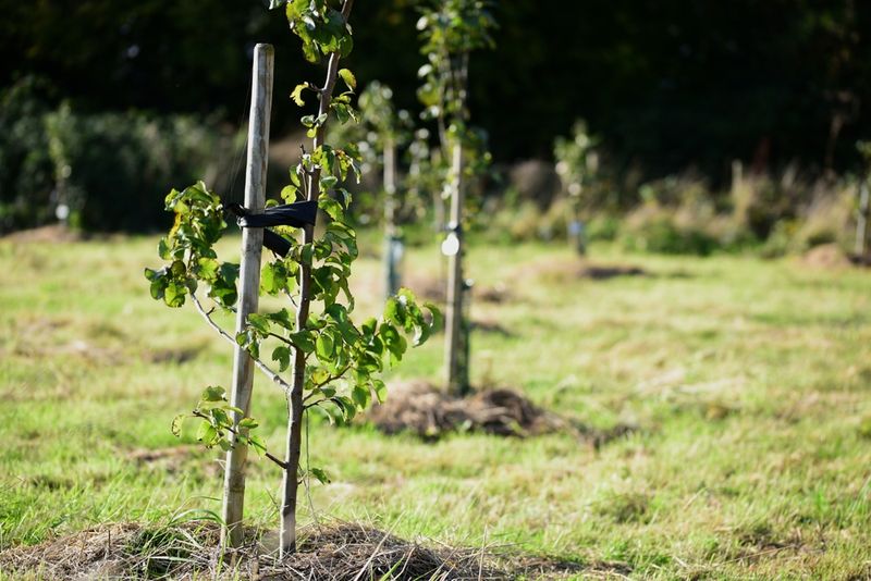 A Recently Planted Tree Has Not Established Enough Roots