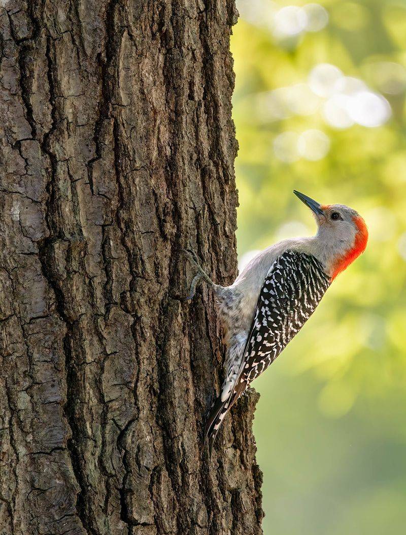 A Red-Bellied Woodpecker Visit Signals Nearby Mature Trees
