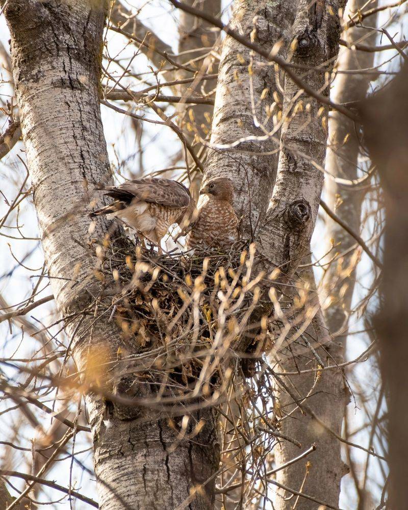 A Repeat Visitor Likely Means Nesting Or Territory Nearby A Repeat Visitor Likely Means Nesting Or Territory Nearby