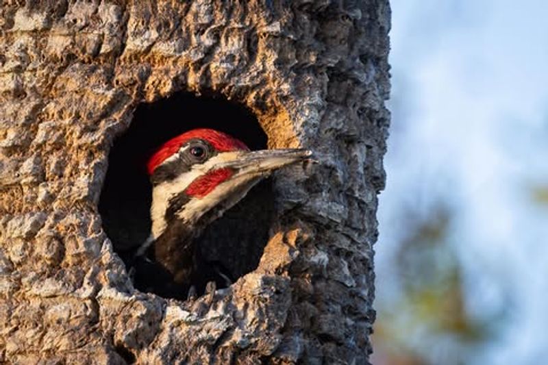 A Safe Snag May Be Worth Keeping