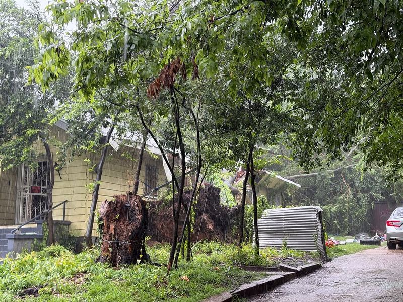 A Scary Tree Is Not Always A Legal Hazard