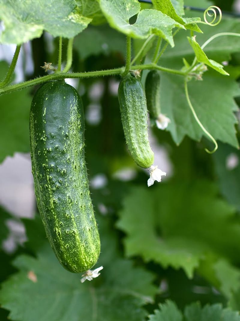 A Second Cucumber Planting Is Still Possible A Second Cucumber Planting Is Still Possible
