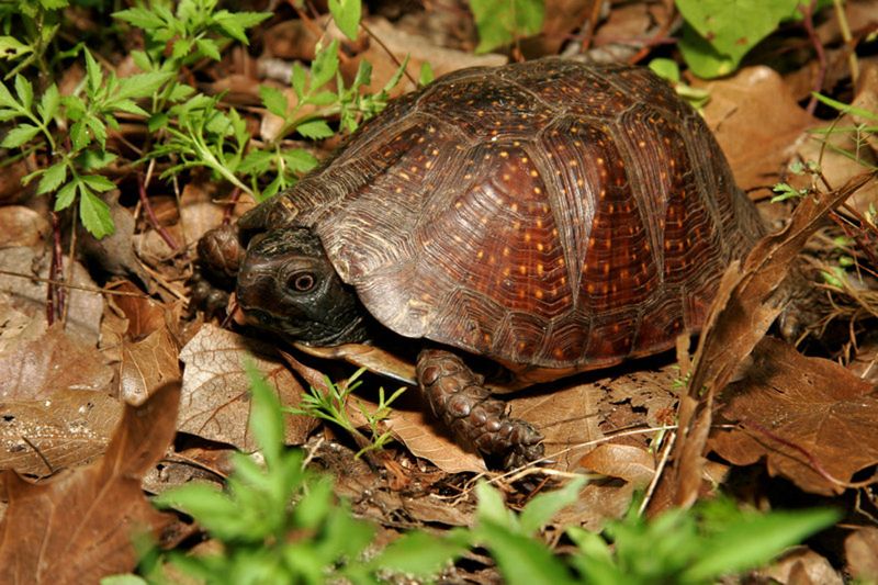 A Sighting Is a Habitat Clue, Not a Garden Health Score