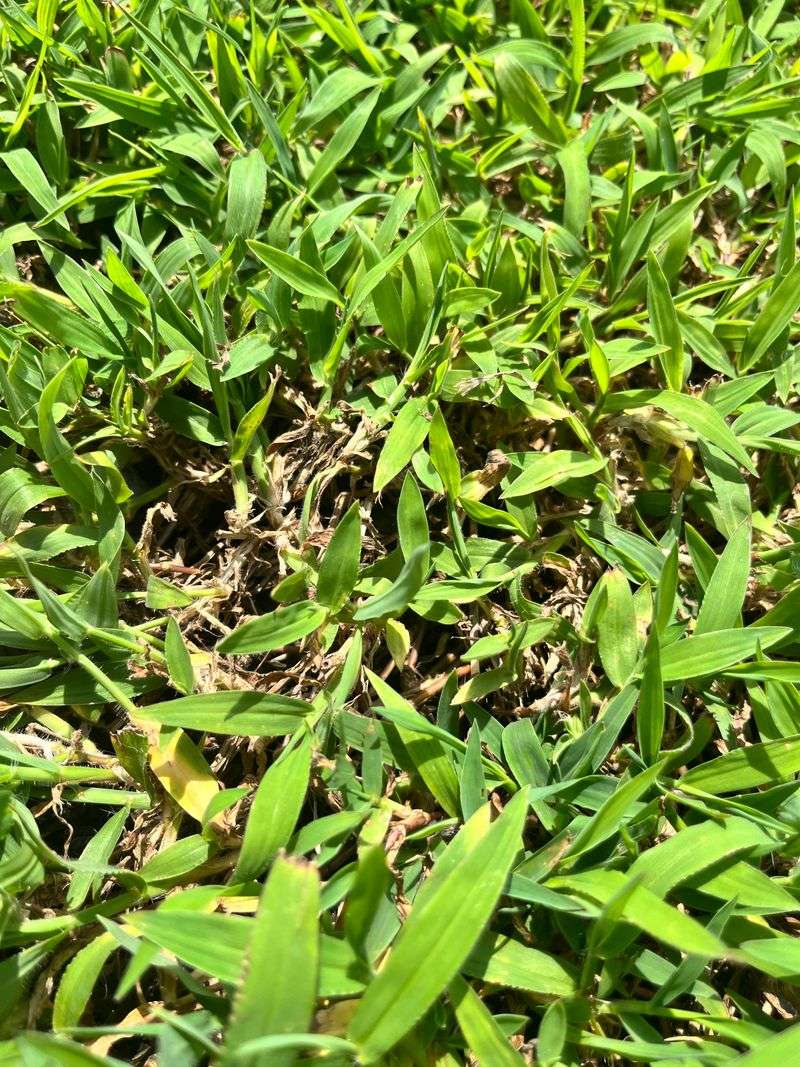 A Simple Summer Mowing Schedule For Bermuda Grass
