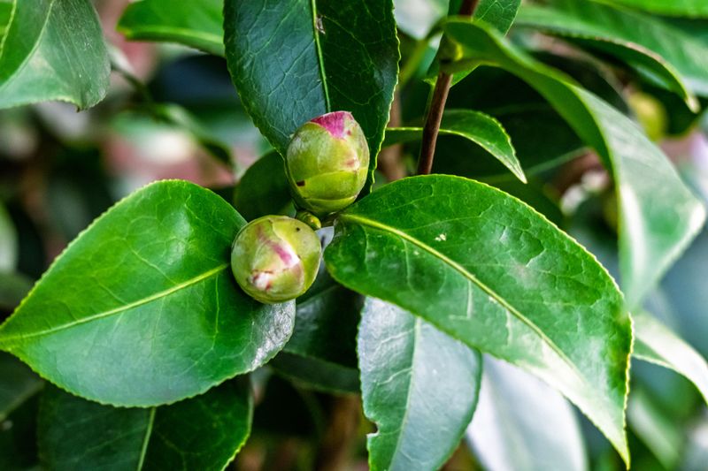 A Simple Watering Routine To Protect Buds A Simple Watering Routine To Protect Buds