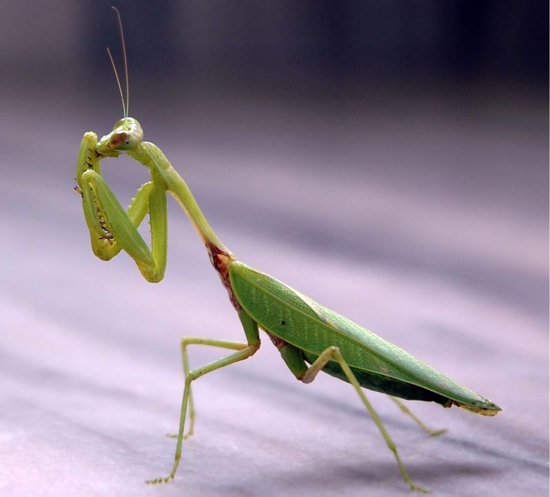 A Single Mantis Does Not Mean An Infestation A Single Mantis Does Not Mean An Infestation