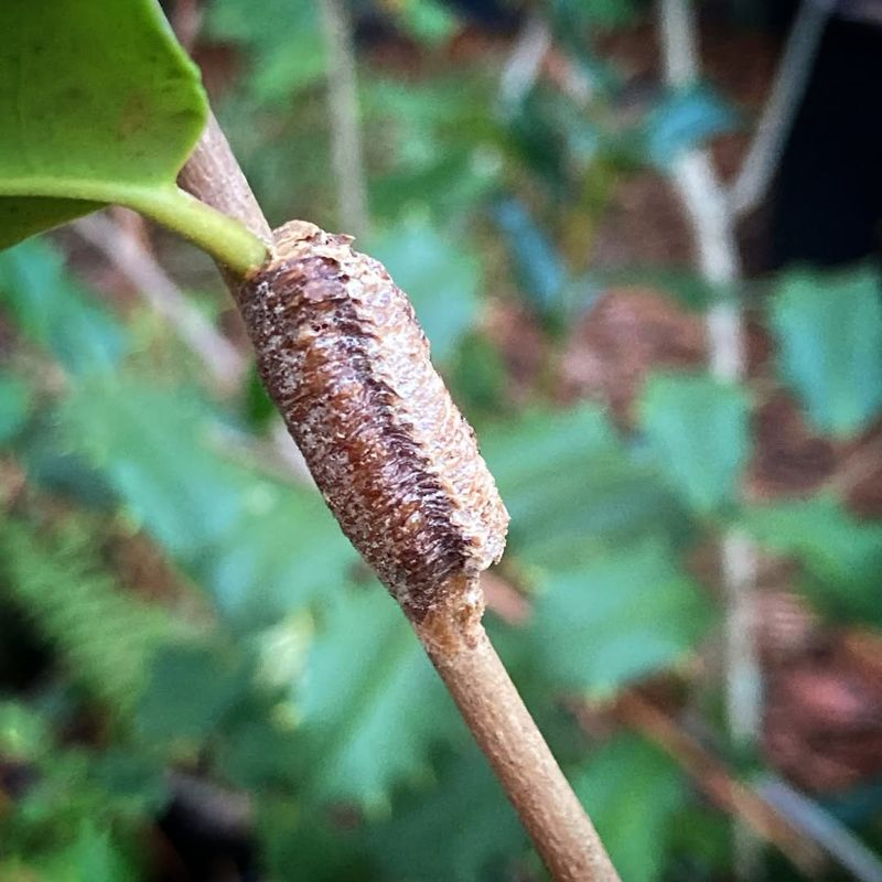 A Slender Gray-Brown Case May Be Carolina Mantis A Slender Gray-Brown Case May Be Carolina Mantis