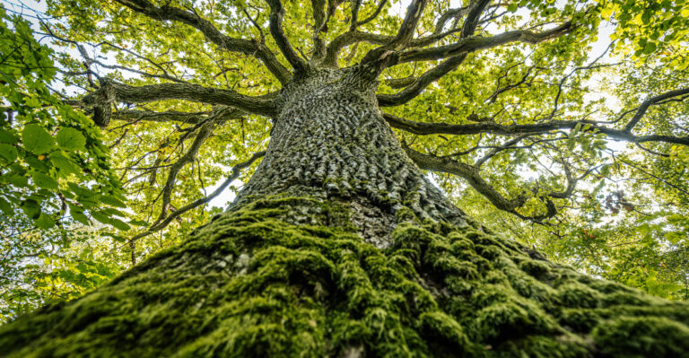 A Small Invasive Pest Threatening New Jersey Oak Trees This Summer
