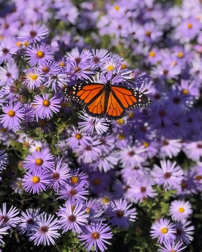 A Smart Substitute For Fall Mums