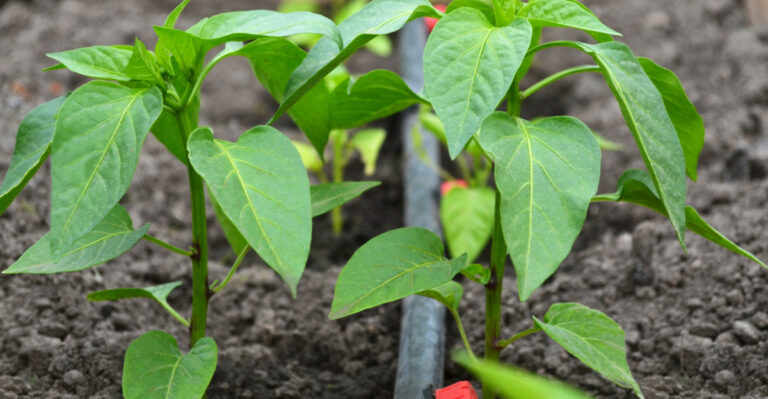 A Smarter Way To Water Vegetable Beds During Massachusetts’ Drought Restrictions