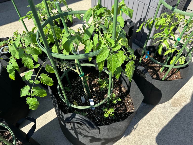 A Soil Test Determines Which Nutrients Are Actually Needed