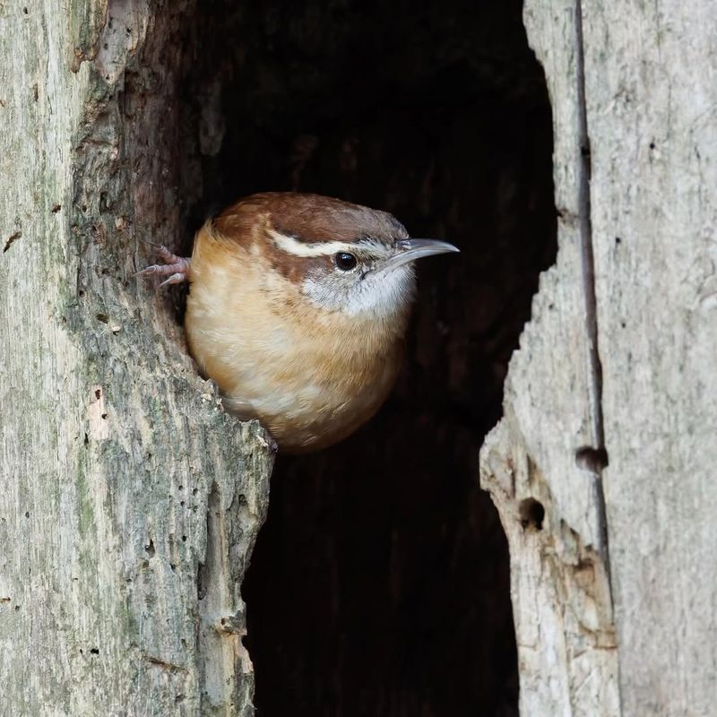 A Steady Insect Supply Brings Birds Back Daily A Steady Insect Supply Brings Birds Back Daily