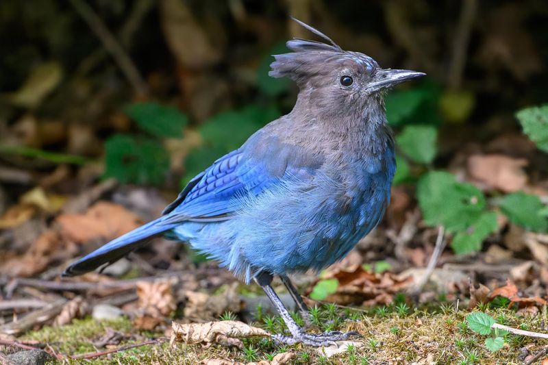 A Steller's Jay Means Your Yard Has Cover