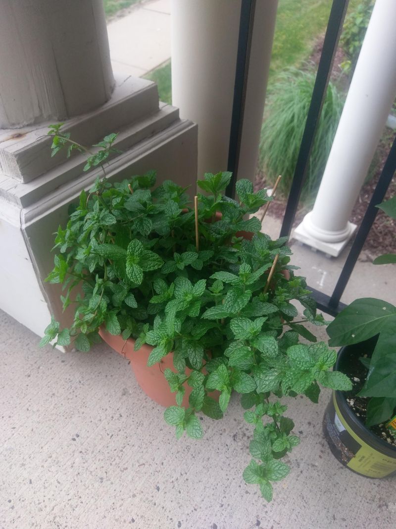 A Strong Mint Scent Makes The Area Less Inviting