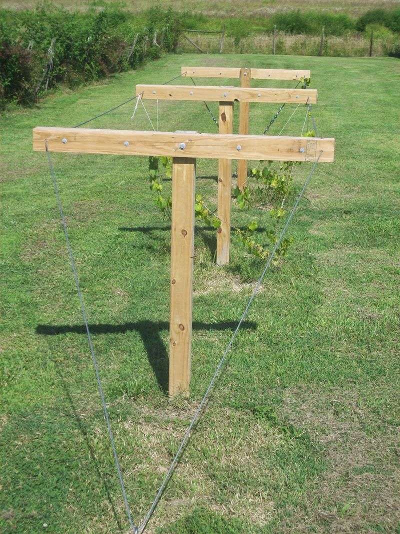A Strong Trellis Keeps Growth Manageable A Strong Trellis Keeps Growth Manageable