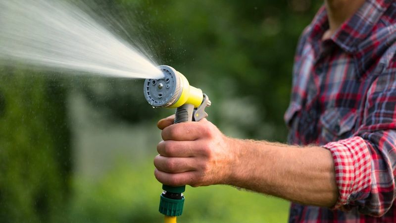 A Strong Water Spray May Help With A Light Infestation A Strong Water Spray May Help With A Light Infestation