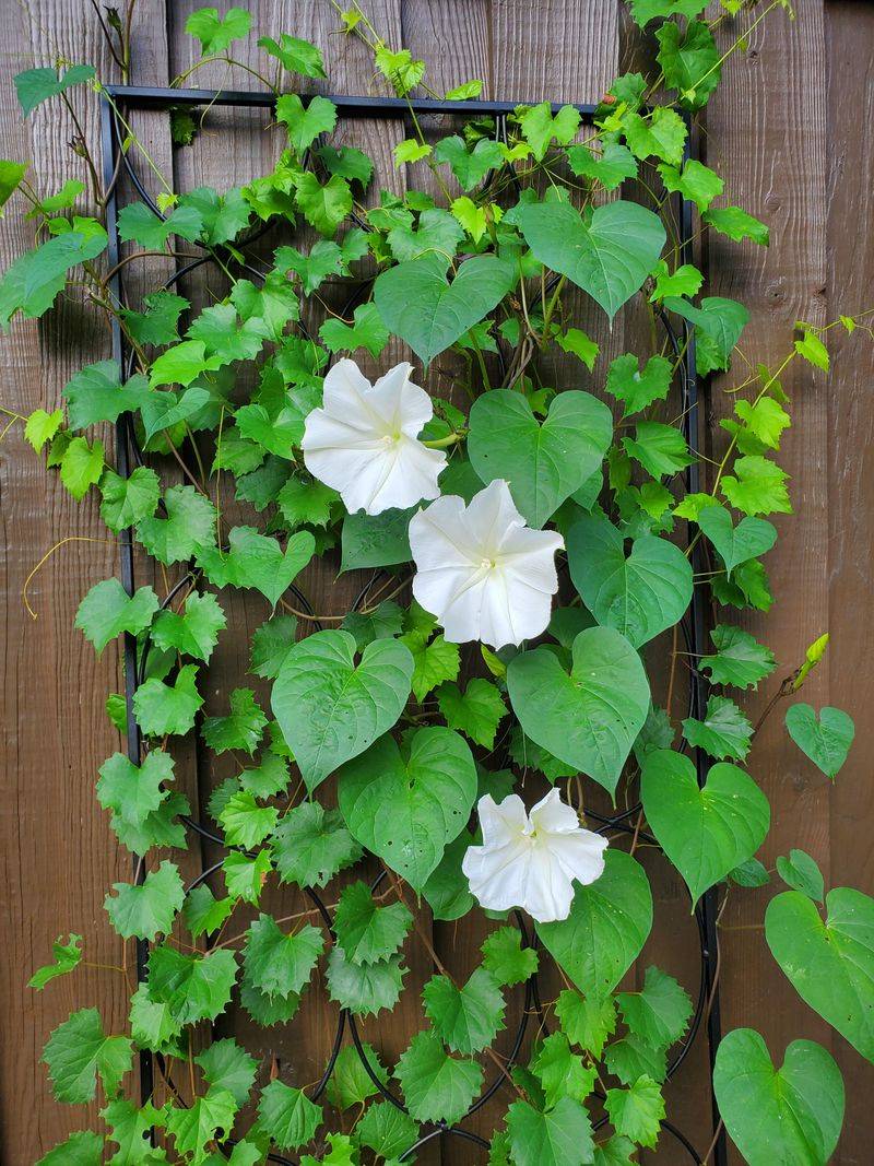 A Sturdy Trellis Helps It Climb Well A Sturdy Trellis Helps It Climb Well