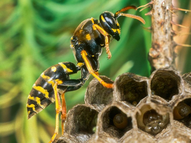 A Summer Colony Is Expanding And Raising Young