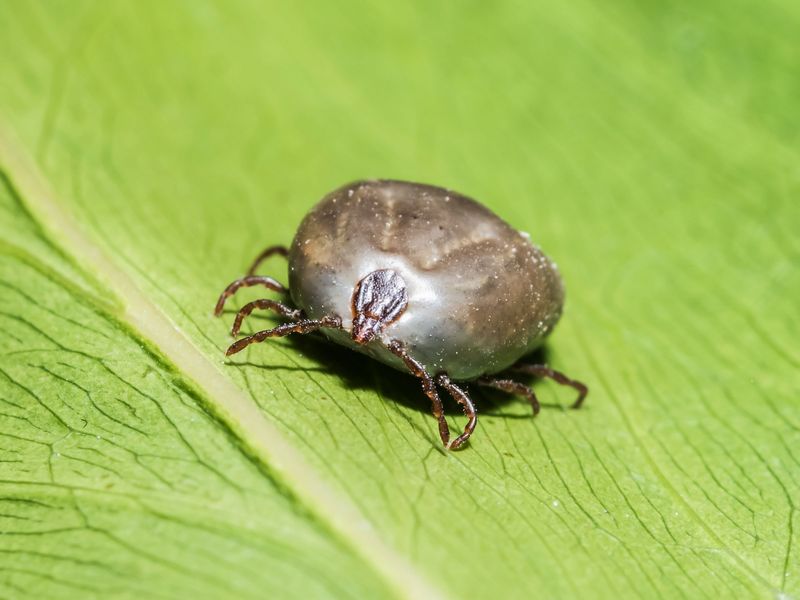 A Surprising Bonus - It Helps Discourage Ticks Naturally A Surprising Bonus - It Helps Discourage Ticks Naturally