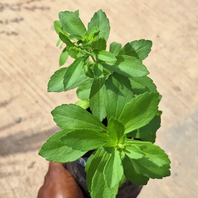 A Sweet Herb That Grows Well In Alabama Heat A Sweet Herb That Grows Well In Alabama Heat